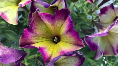 Beautiful flower with gradient color Stock Footage 156009093
