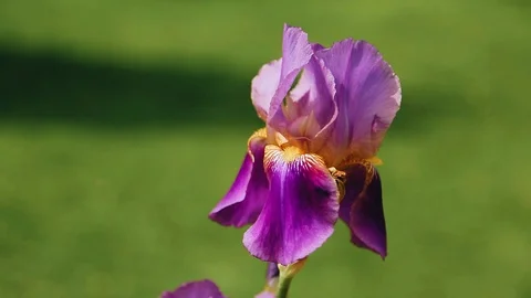 Beautiful flower on green background close-up. Very nice close-up. Nature Stock Footage 110854970
