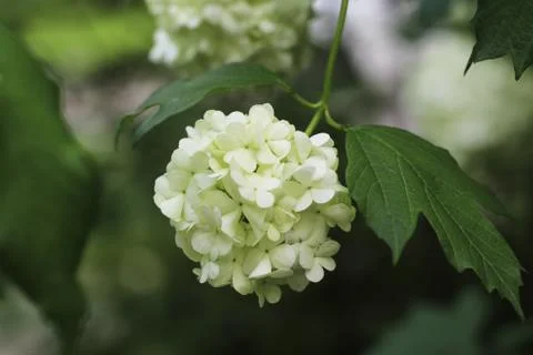 The Beautiful Flower of the Hydrangea in the Park Stock Photos