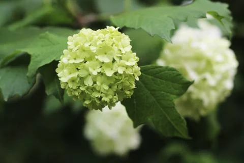 The Beautiful Flower of the Hydrangea 写真素材