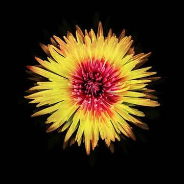 Beautiful Flower Stock Illustration