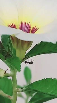 This beautiful flower is infested with ants Foto stock