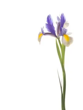 Beautiful flower iris Stock Photos