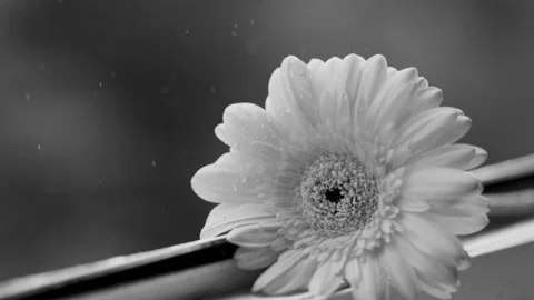 A beautiful flower lies on the window. It is raining outside the window. Stock Footage 194480125