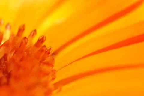Beautiful flower macro background Stock Photos
