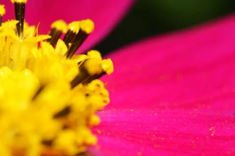 Beautiful flower macro background Stock Photos