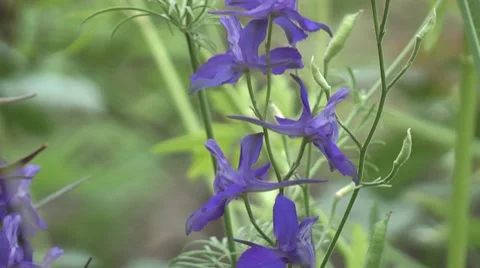 Beautiful flower in a meadow. Stock Footage 7753172