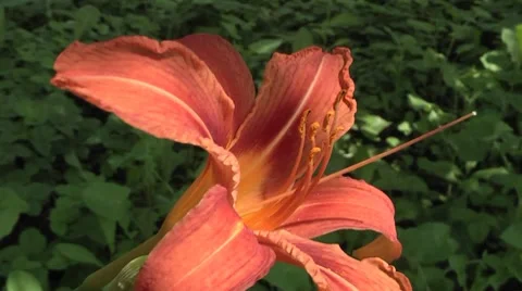 Beautiful flower in a meadow. Stock Footage 7754920
