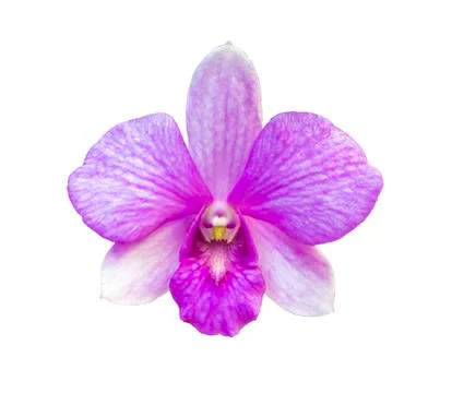 Beautiful flower Orchid, Purple phalaenopsis isolated on white background Stock Photos