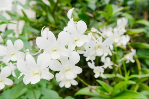 Beautiful flower pattern in spring garden Foto stock