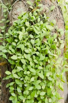 Beautiful flower pattern in spring garden Stock Photos
