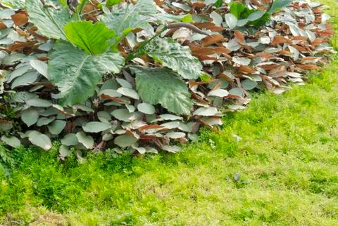 Beautiful flower pattern in spring garden Stock Photos