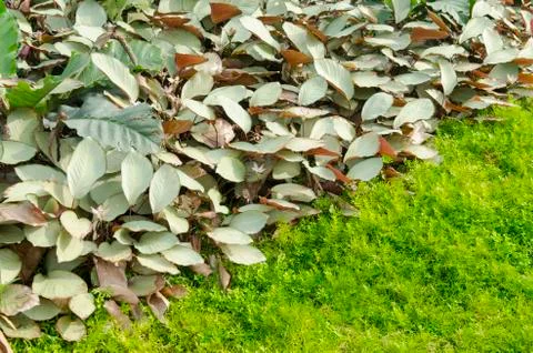 Beautiful flower pattern in spring garden Stock Photos