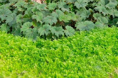 Beautiful flower pattern in spring garden Stock Photos