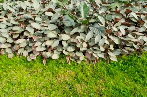 Beautiful flower pattern in spring garden Foto stock