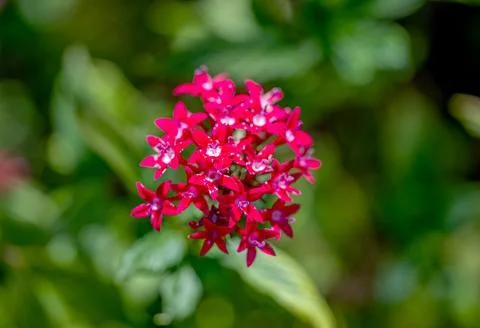 Beautiful flower pentas lanceolate close-up Stock Photos