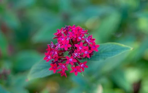 Beautiful flower pentas lanceolate close-up Stock Photos