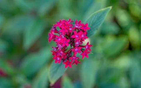 Beautiful flower pentas lanceolate close-up Stock Photos