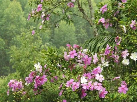 Beautiful Flower 写真素材