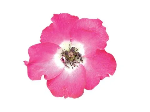 Beautiful  flower Stock Photos