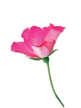 Beautiful  flower Fotos Stock