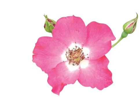 Beautiful  flower 写真素材