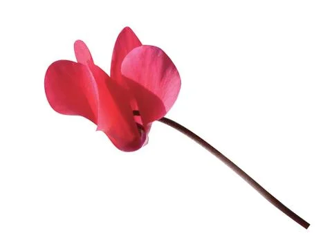 Beautiful  flower Stock Photos