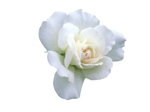 Beautiful flower Stock Photos