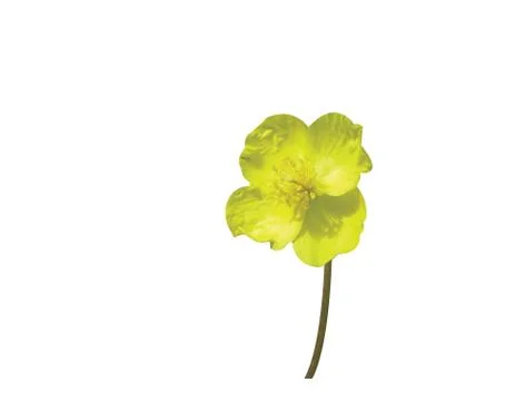 Beautiful flower 写真素材