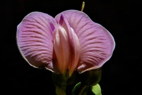 Beautiful flower Stock Photos