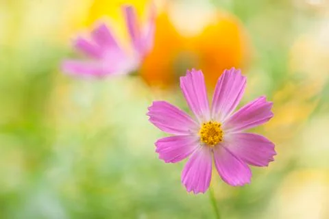 Beautiful flower Stock Photos