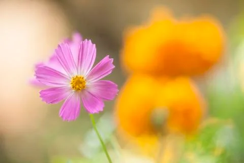 Beautiful flower Foto stock