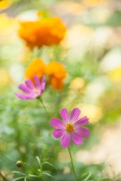 Beautiful flower Stock Photos