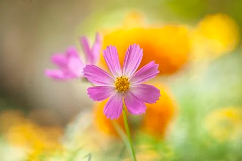 Beautiful flower Stock Photos
