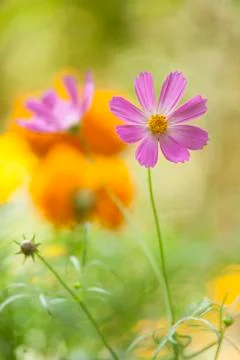 Beautiful flower Stock Photos