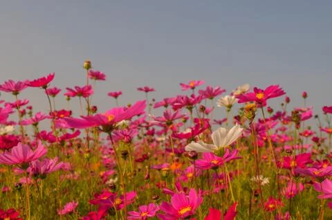 Beautiful flower Stock Photos