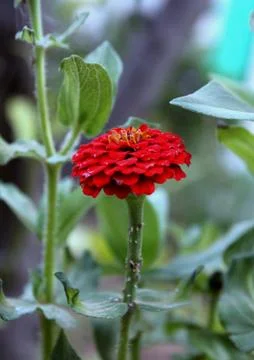 A Beautiful flower Stock Photos