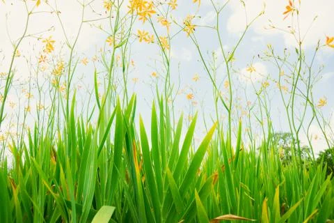 Beautiful flower Stock Photos