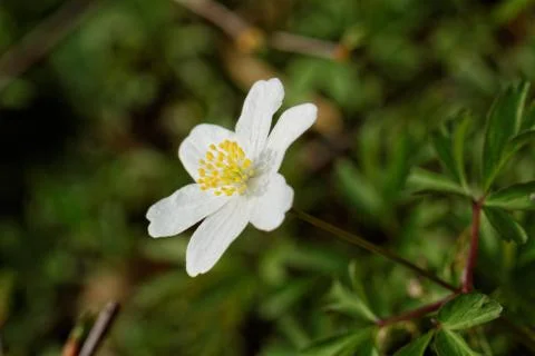 Beautiful flower Stock Photos