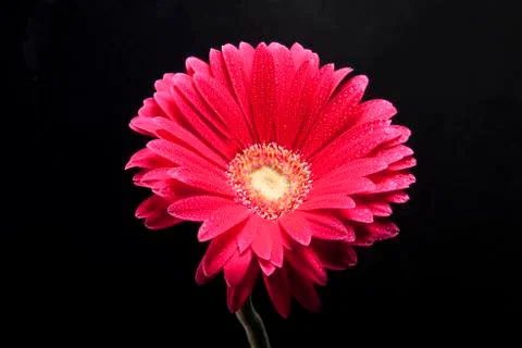 Beautiful flower Stock Photos