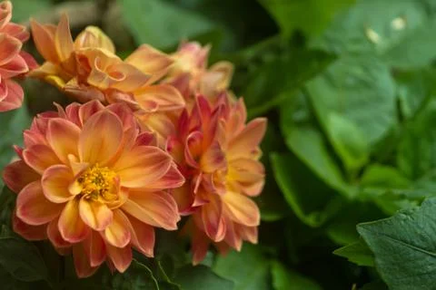 The beautiful flower 写真素材