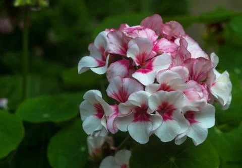 The beautiful flower 스톡 사진