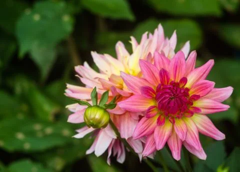 The beautiful flower 스톡 사진