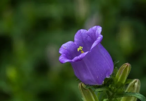 The beautiful flower 스톡 사진