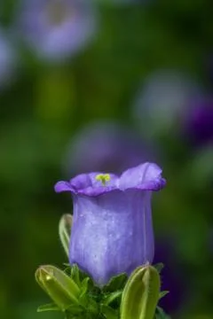 The beautiful flower 写真素材