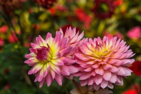 The beautiful flower 스톡 사진