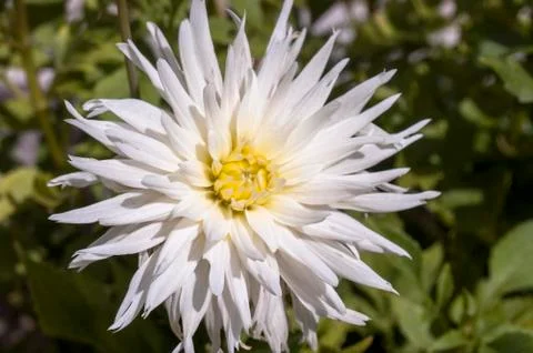 Beautiful flower Stock Photos