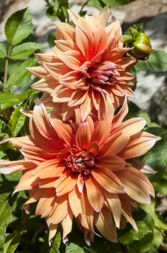 Beautiful flower Foto stock