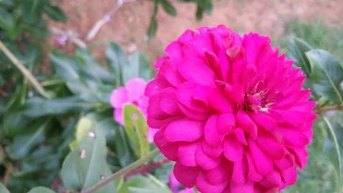 Beautiful flower 스톡 사진
