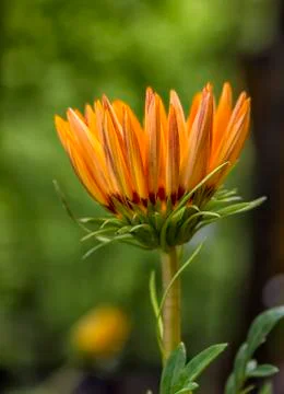 Beautiful flower Stock Photos